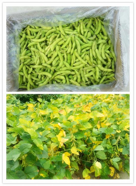 點(diǎn)擊查看詳細(xì)信息<br>標(biāo)題：【農(nóng)副產(chǎn)品】有機(jī)毛豆 閱讀次數(shù)：9152