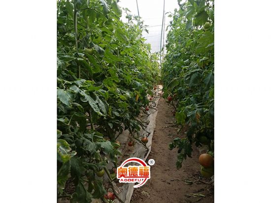 點擊查看詳細信息<br>標題：西紅柿 閱讀次數(shù)：7274