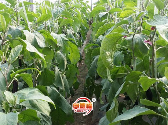 點擊查看詳細信息<br>標題：茄子 閱讀次數(shù)：6879