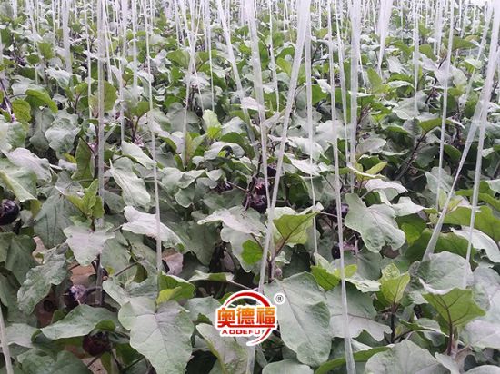 點擊查看詳細信息<br>標題：德福有機圓茄 閱讀次數(shù)：6691