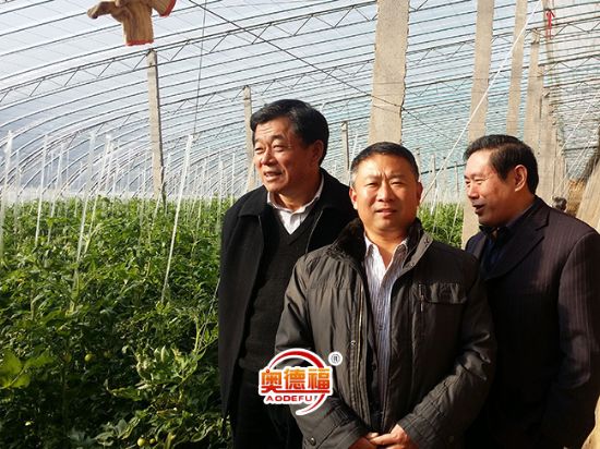 點擊查看詳細信息<br>標題：農(nóng)業(yè)縣長李華北農(nóng)業(yè)局局長牛祥勇視察德福大棚 閱讀次數(shù)：7421