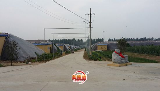 點擊查看詳細信息<br>標題：德福農(nóng)業(yè)大棚 閱讀次數(shù)：6981
