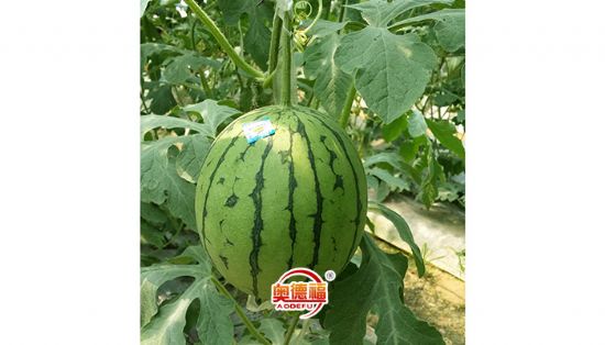 點擊查看詳細信息<br>標題：有機西瓜 閱讀次數(shù)：7224