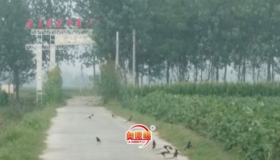 點擊查看詳細信息<br>標題：小鳥在歌唱 閱讀次數(shù)：6360
