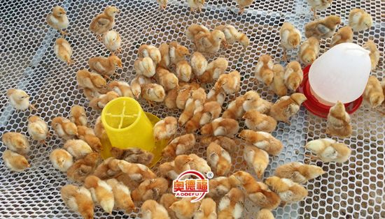 點擊查看詳細信息<br>標題：養(yǎng)殖菜雞幼雛 閱讀次數(shù)：7517