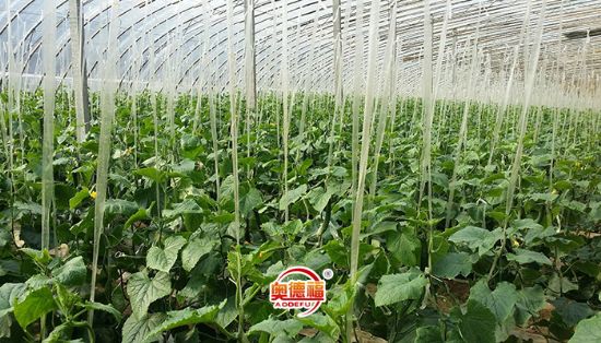 點擊查看詳細信息<br>標題：有機黃瓜 閱讀次數(shù)：7115
